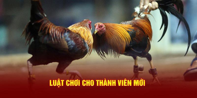 luật chơi đá gà cựa sắt