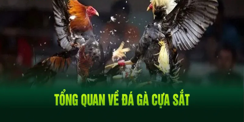 soi kèo đá gà cựa sắt tổng quát