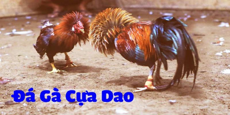 tìm hiểu về đá gà cựa sắt